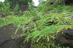 Phyllanthus urinaria